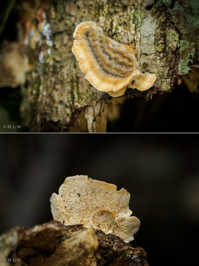 Trametes hirsuta Hairy bracket - Trametes hirsuta<br />
 Hairy bracket,Trametes hirsuta