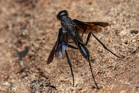 Pristaulacus fasciatus Pristaulacus fasciatus is a species of wasp in the family Aulacidae. It is found in North America. Pristaulacus fasciatus,United States