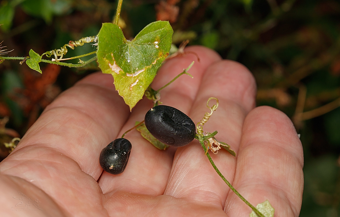 Melothria pendula Creeping Cucumber Creeping Cucumber,Geotagged,Melothria pendula,Philippines