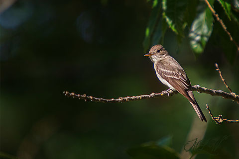 Contopus virens Eastern Wood Pewee Contopus virens,Eastern Wood Pewee,United States