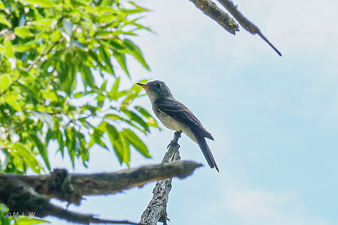 Contopus virens Eastern Wood Pewee Contopus virens,Eastern Wood Pewee,bird