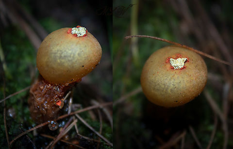 Calostoma cinnabarinum Stalked puffball-in-aspic Calostoma cinnabarinum,Geotagged,Stalked puffball-in-aspic,Summer,United States