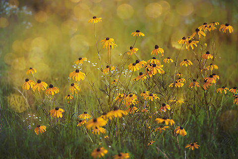 Rudbeckia hirta A field (12-15 acres) of Rudbeckia hirta in early morning light Black-eyed Susan,Rudbeckia hirta,United States