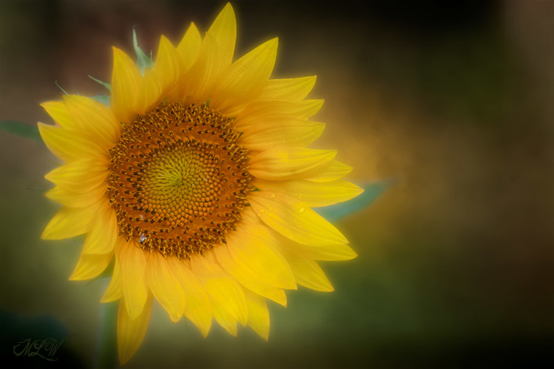 Helianthus annuus Helianthus annuus - Common Sunflower Common Sunflower,Helianthus annuus,Sun follower,United States