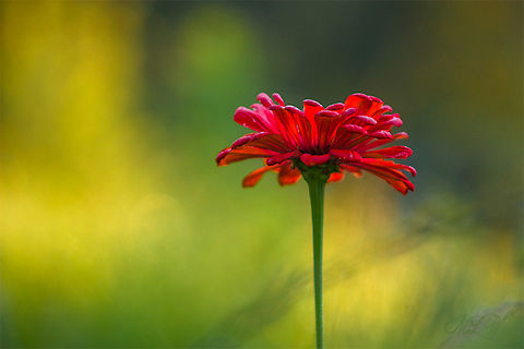 Zinnia elegans Zinnia elegans -Elegant Zinnia, background lighting by the morning Sun Elegant Zinnia,Zinnia elegans