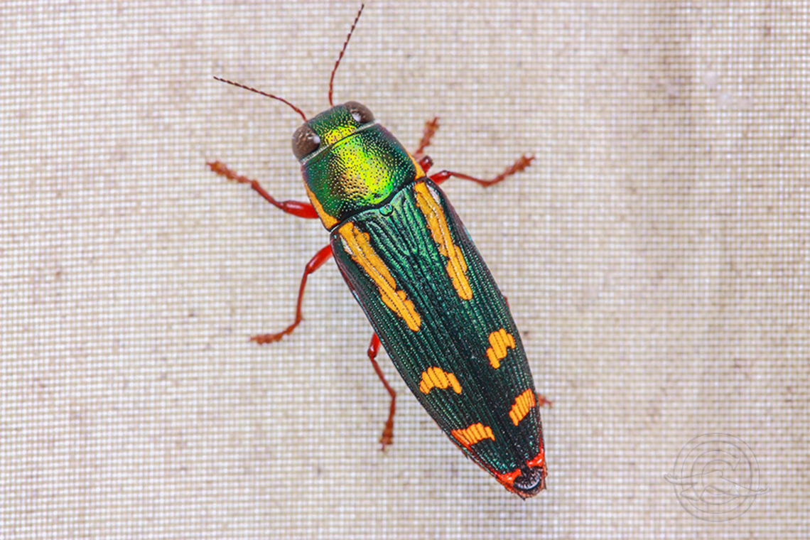 Red-legged-Buprestis  Buprestis rufipes
