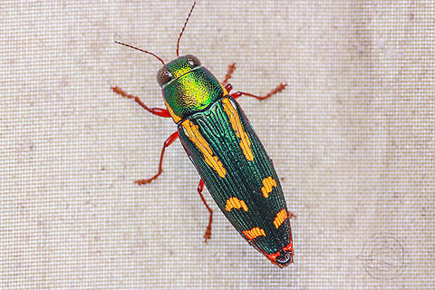 Red-legged-Buprestis  Buprestis rufipes
