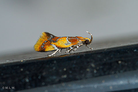 Callima argenticinctella Orange-headed Callima Moth Epicallima argenticinctella,Orange-headed Callima Moth
