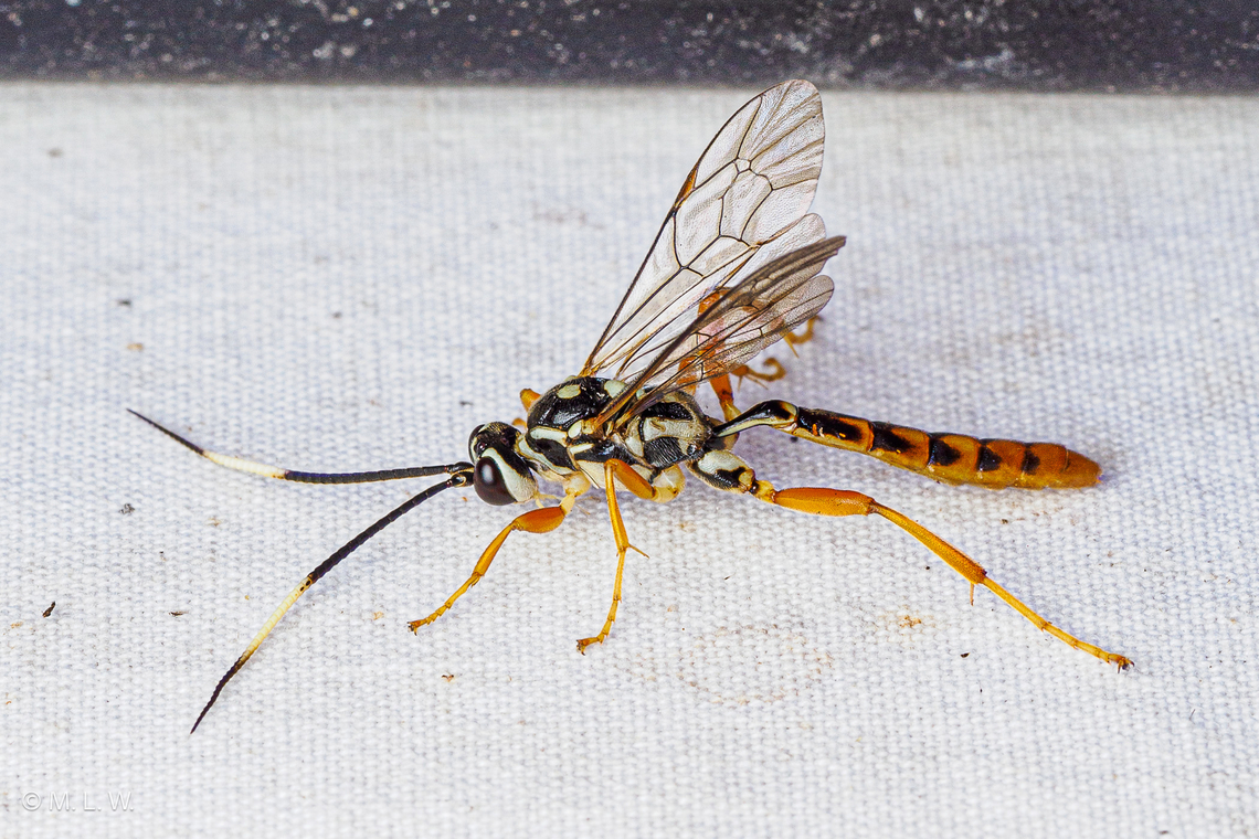 Ichneumonid Wasps (Family Ichneumonidae) Maybe Genus Cratichneumon Cratichneumon,Geotagged,Ichneumonid Wasps,Ichneumonidae,Summer,United States