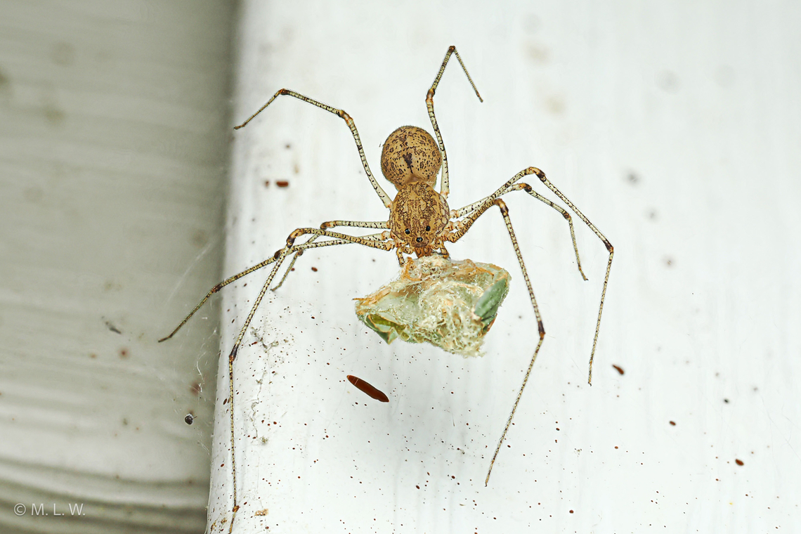 Scytodes atlacoya Scytodes atlacoya - Scytodes is a genus of spitting spiders that occur all around the world. The spitting from which its name derives is used as a method of trapping prey or escaping predators.  Sticky gum is expelled from their fangs and can be shot up to ten body lengths from the spider. When the string of venomous substance is shot, anywhere from 5 to 17 parallel overlapping bands cover the meal and kill it.  Scytodes atlacoya,United States,spitting spider
