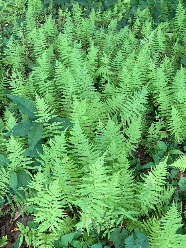 Amauropelta noveboracensis New York fern Amauropelta noveboracensis,Geotagged,New York fern,United States