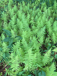 New York Fern