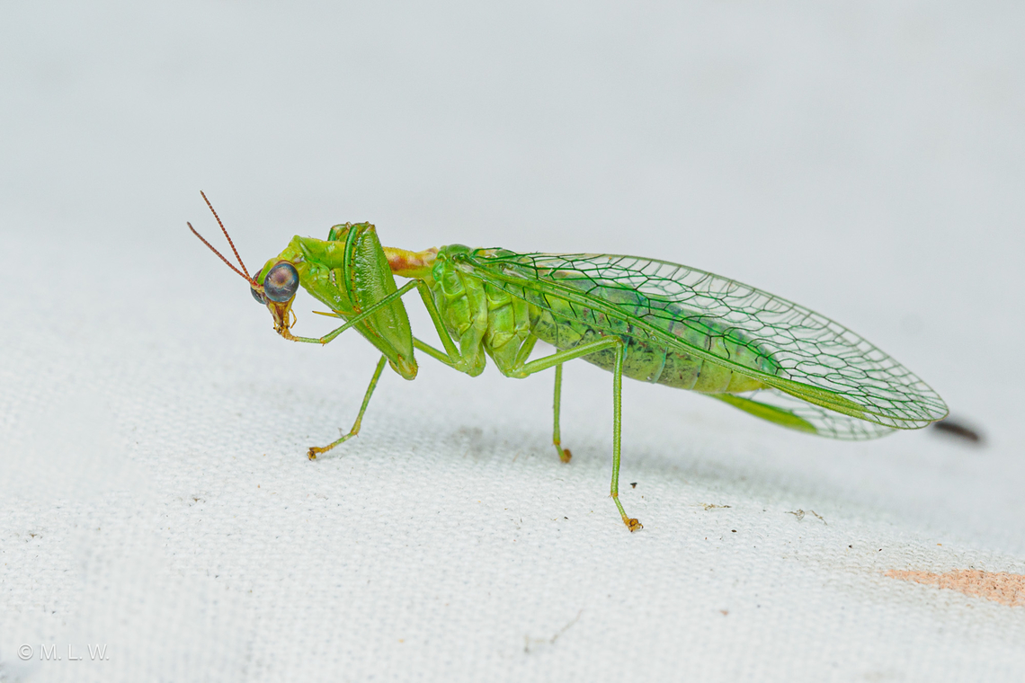 Zeugomantispa minuta Green Mantidfly Green Mantidfly,Zeugomantispa minuta