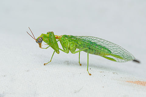 Zeugomantispa minuta Green Mantidfly Green Mantidfly,Zeugomantispa minuta