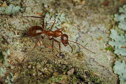 Formica pallidefulva Variable Field Ant  Formica pallidefulva,Variable Field Ant