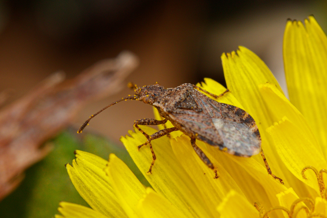 Aufeius impressicollis a member of Scentless Plant Bugs,. Note the translucent corium (between the veins) - characteristic feature of Rhopalinae. Aufeius impressicollis,rhopalinae