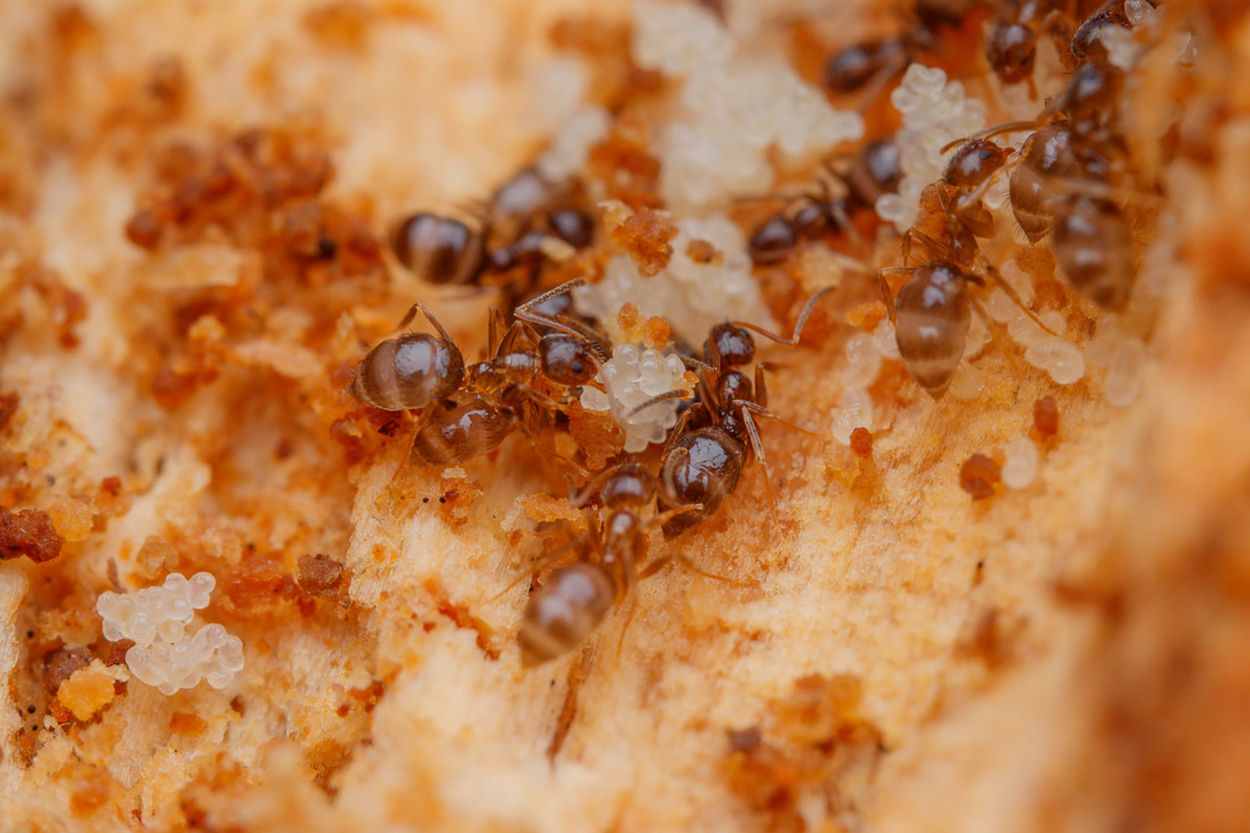 Nylanderia faisonensis - Woodland Crazy Ant Woodland Crazy Ant Nylanderia faisonensis,Woodland Crazy Ant