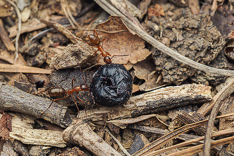 Formica pallidefulva Variable Field Ant  Formica pallidefulva,Variable Field Ant