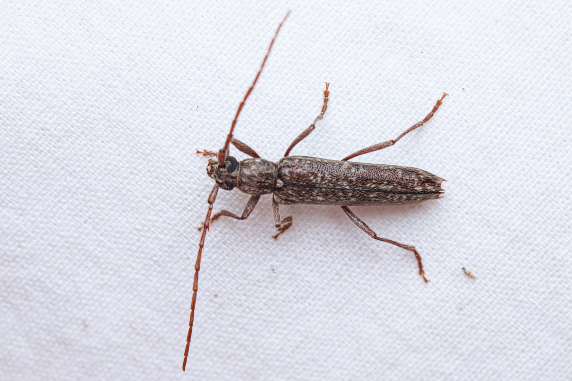 Anelaphus villosus Southeastern Gray Twig Pruner<br />
Size: 12-20 mm<br />
Food hosts: most hardwoods &amp; shrubs, esp. hickory. Anelaphus villosus,Geotagged,Southeastern Gray Twig Pruner,United States