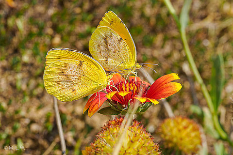 Abaeis nicippe Sleepy Orange Eurema nicippe,Sleepy Orange,United States