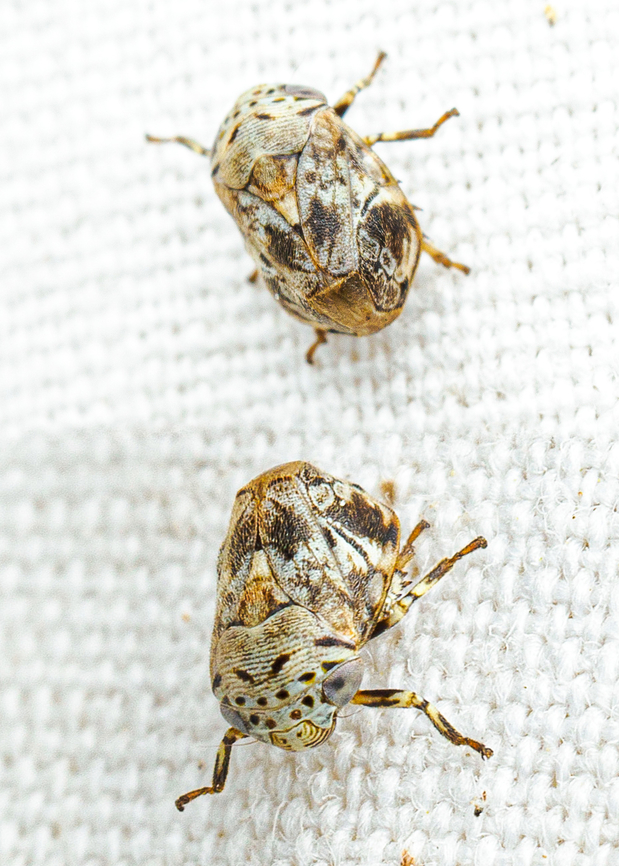 Clastoptera laevigata Clastopterid Spittlebug <br />
Clastoptera laevigata (Hamilton 2015) named for the host plant, Celtis laevigata (Sugar Hackberry)<br />
Range: PA-VA-TN-MS<br />
Food hosts: Celtis spp. (hackberry, sugarberry) Clastoptera laevigata,Clastopterid Spittlebug,Geotagged,United States