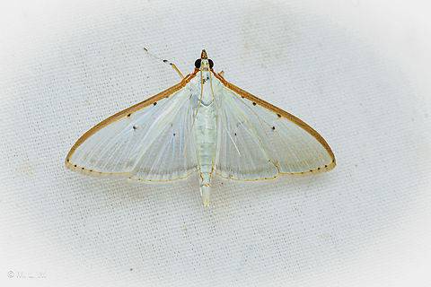 Palpita quadristigmalis Four-spotted Palpita Moth Four-spotted Palpita Moth,Moth,Palpita quadristigmalis,United States,lepidoptera