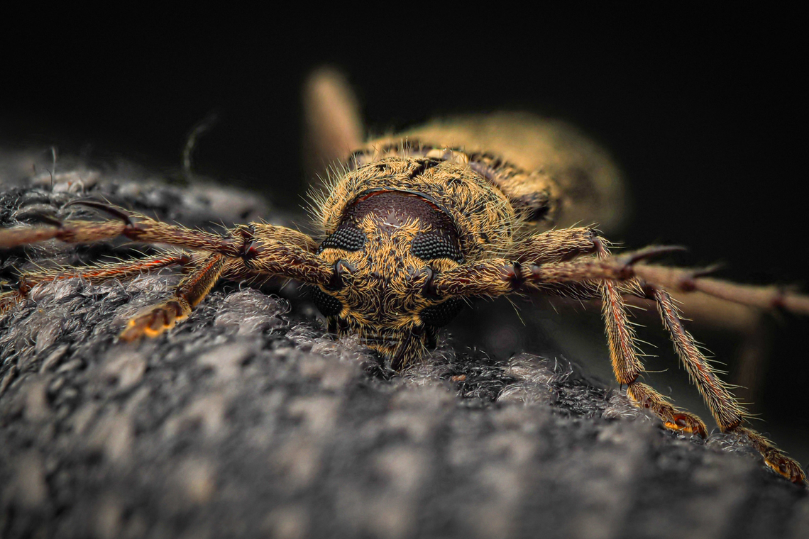 Elaphidion mucronatum Spined Oak Borer<br />
<br />
<figure class="photo"><a href="https://www.jungledragon.com/image/162908/elaphidion_mucronatum.html" title="Elaphidion mucronatum"><img src="https://s3.amazonaws.com/media.jungledragon.com/images/4526/162908_thumb.jpg?AWSAccessKeyId=05GMT0V3GWVNE7GGM1R2&Expires=1767225610&Signature=Y9sqBILQyVHqdmOgy6mfO4gyxak%3D" width="200" height="150" alt="Elaphidion mucronatum Spined Oak Borer <br />
<br />
https://www.jungledragon.com/image/162906/elaphidion_mucronatum.html Elaphidion mucronatum,Spined Oak Borer,United States" /></a></figure> Elaphidion mucronatum,Spined Oak Borer,United States