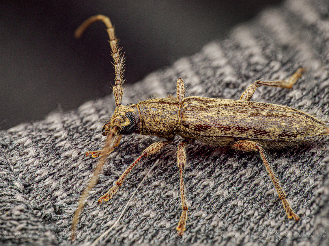 Elaphidion mucronatum Spined Oak Borer <br />
<br />
<figure class="photo"><a href="https://www.jungledragon.com/image/162906/elaphidion_mucronatum.html" title="Elaphidion mucronatum"><img src="https://s3.amazonaws.com/media.jungledragon.com/images/4526/162906_thumb.jpg?AWSAccessKeyId=05GMT0V3GWVNE7GGM1R2&Expires=1770854410&Signature=S8M5CrrTpsyrrSefiU75EeeGsBI%3D" width="200" height="134" alt="Elaphidion mucronatum Spined Oak Borer<br />
<br />
https://www.jungledragon.com/image/162908/elaphidion_mucronatum.html Elaphidion mucronatum,Spined Oak Borer,United States" /></a></figure> Elaphidion mucronatum,Spined Oak Borer,United States
