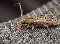 Elaphidion mucronatum Spined Oak Borer <br />
<br />
https://www.jungledragon.com/image/162906/elaphidion_mucronatum.html Elaphidion mucronatum,Spined Oak Borer,United States