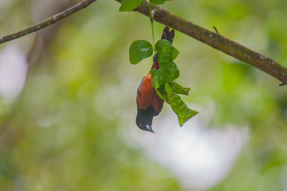Icterus spurius (male) Orchard oriole Aves,Icterus spurius,Orchard oriole,Passeriformes,United States,bird