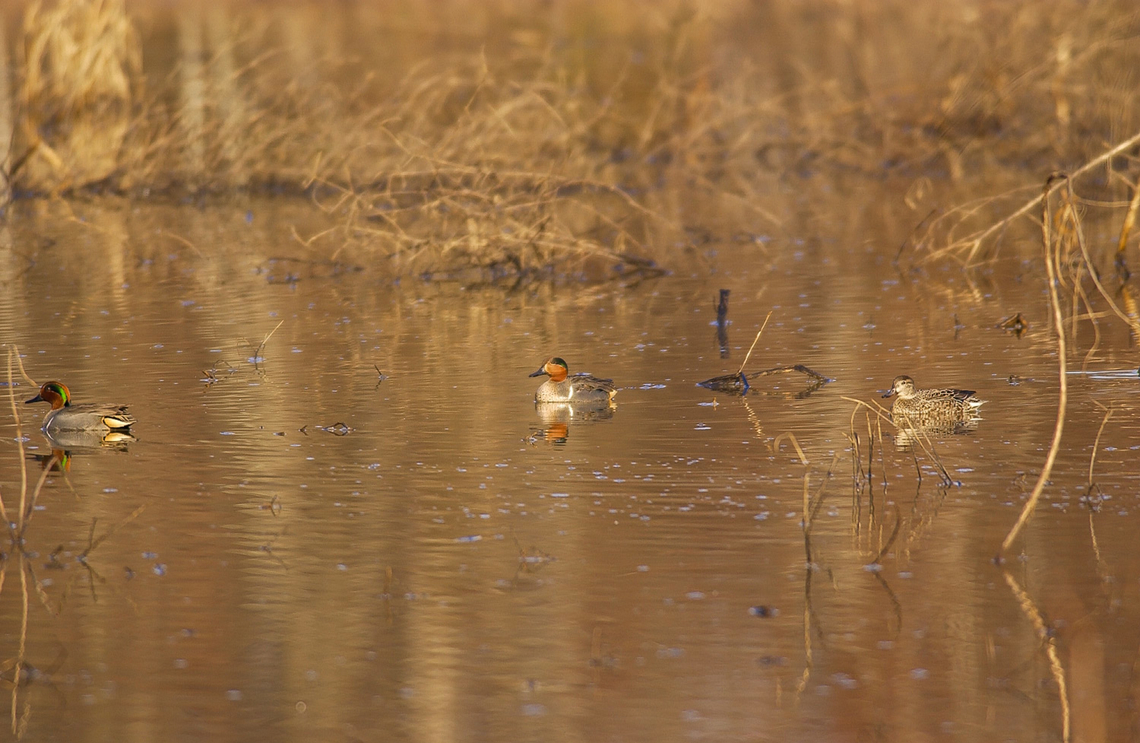 Anas crecca ssp. carolinensis American Green-winged Teal Anas crecca ssp. carolinensis,Geotagged,Green-winged teal,United States,winter