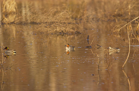 Anas crecca ssp. carolinensis American Green-winged Teal Anas crecca ssp. carolinensis,Geotagged,Green-winged teal,United States,winter