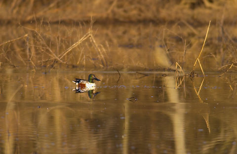 Spatula clypeata (male) Northern Shoveler Anseriformes,Geotagged,Northern Shoveler,Spatula clypeata,United States,duck,winter