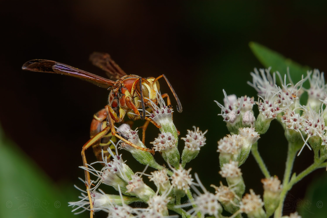 Polistes bellicosus Southern Paper Wasp<br />
<figure class="photo"><a href="https://www.jungledragon.com/image/162916/polistes_bellicosus.html" title="Polistes bellicosus"><img src="https://s3.amazonaws.com/media.jungledragon.com/images/4526/162916_thumb.jpg?AWSAccessKeyId=05GMT0V3GWVNE7GGM1R2&Expires=1759968010&Signature=3cQi2rDhPbn5%2F8GcPP%2F9PRGukbU%3D" width="200" height="134" alt="Polistes bellicosus Southern Paper Wasp<br />
https://www.jungledragon.com/image/162915/polistes_bellicosus.html Polistes bellicosus,Southern Paper Wasp,United States,Wasp" /></a></figure> Polistes bellicosus,Southern Paper Wasp,United States