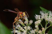 Polistes bellicosus Southern Paper Wasp<br />
https://www.jungledragon.com/image/162916/polistes_bellicosus.html Polistes bellicosus,Southern Paper Wasp,United States