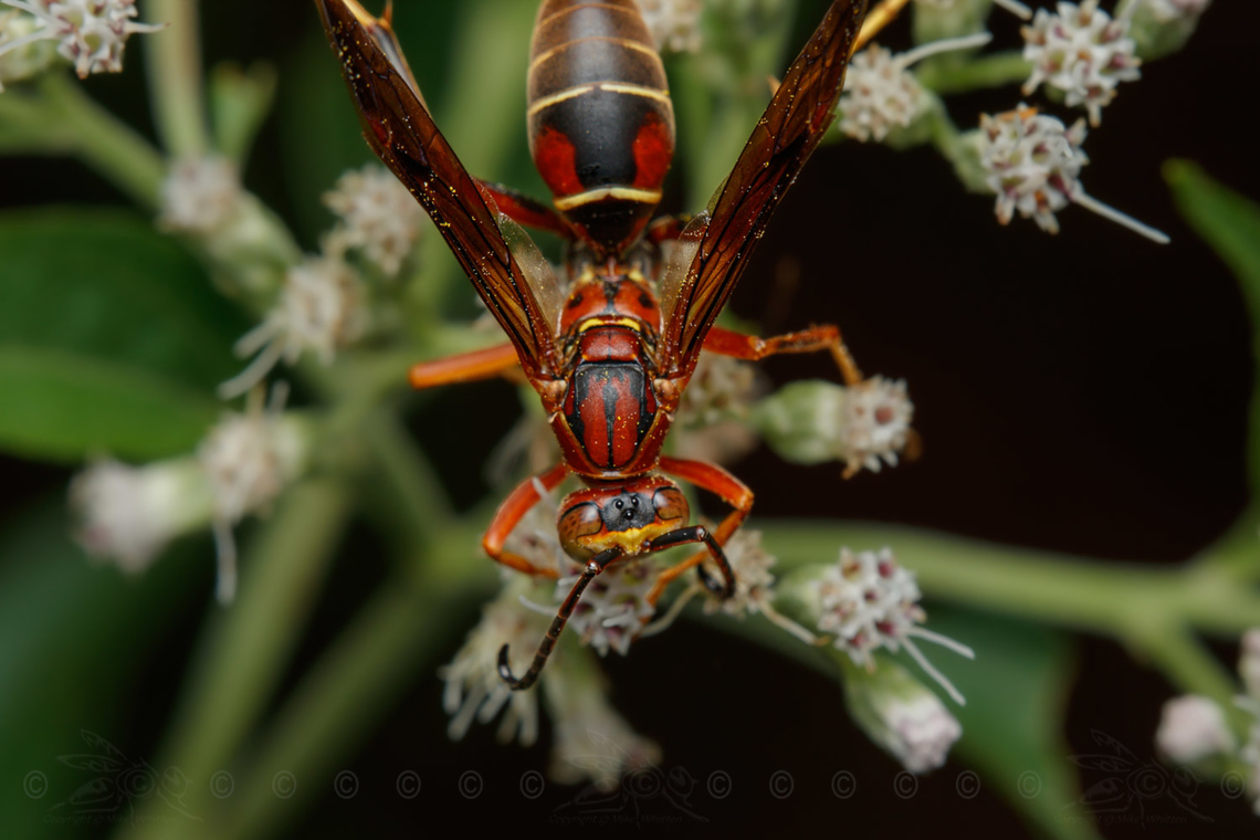 Polistes bellicosus Southern Paper Wasp<br />
<figure class="photo"><a href="https://www.jungledragon.com/image/162915/polistes_bellicosus.html" title="Polistes bellicosus"><img src="https://s3.amazonaws.com/media.jungledragon.com/images/4526/162915_thumb.jpg?AWSAccessKeyId=05GMT0V3GWVNE7GGM1R2&Expires=1767225610&Signature=ZSgF9Y4Z3kg6LAPc2k1gwE7QWYA%3D" width="200" height="134" alt="Polistes bellicosus Southern Paper Wasp<br />
https://www.jungledragon.com/image/162916/polistes_bellicosus.html Polistes bellicosus,Southern Paper Wasp,United States" /></a></figure> Polistes bellicosus,Southern Paper Wasp,United States,Wasp