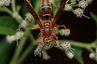 Polistes bellicosus Southern Paper Wasp<br />
https://www.jungledragon.com/image/162915/polistes_bellicosus.html Polistes bellicosus,Southern Paper Wasp,United States,Wasp