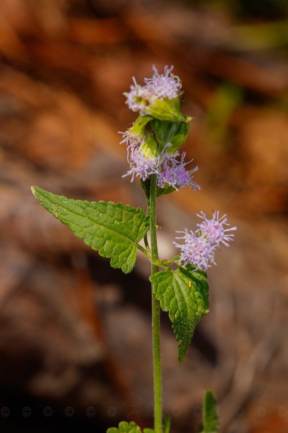 Fleischmannia incarnata Pink Thoroughwort<br />
<figure class="photo"><a href="https://www.jungledragon.com/image/162918/fleischmannia_incarnata.html" title="Fleischmannia incarnata"><img src="https://s3.amazonaws.com/media.jungledragon.com/images/4526/162918_thumb.jpg?AWSAccessKeyId=05GMT0V3GWVNE7GGM1R2&Expires=1769040010&Signature=kfJ4tj0QSE8KVgO6c%2B3AsYvOoOQ%3D" width="200" height="134" alt="Fleischmannia incarnata Pink Thoroughwort <br />
https://www.jungledragon.com/image/162917/fleischmannia_incarnata.html Fleischmannia incarnata,Pink Thoroughwort,United States,flowering plant" /></a></figure> Fleischmannia incarnata,Pink Thoroughwort,United States,flowering plant