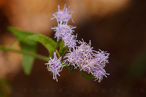 Fleischmannia incarnata Pink Thoroughwort 
https://www.jungledragon.com/image/162917/fleischmannia_incarnata.html Fleischmannia incarnata,Pink Thoroughwort,United States,flowering plant
