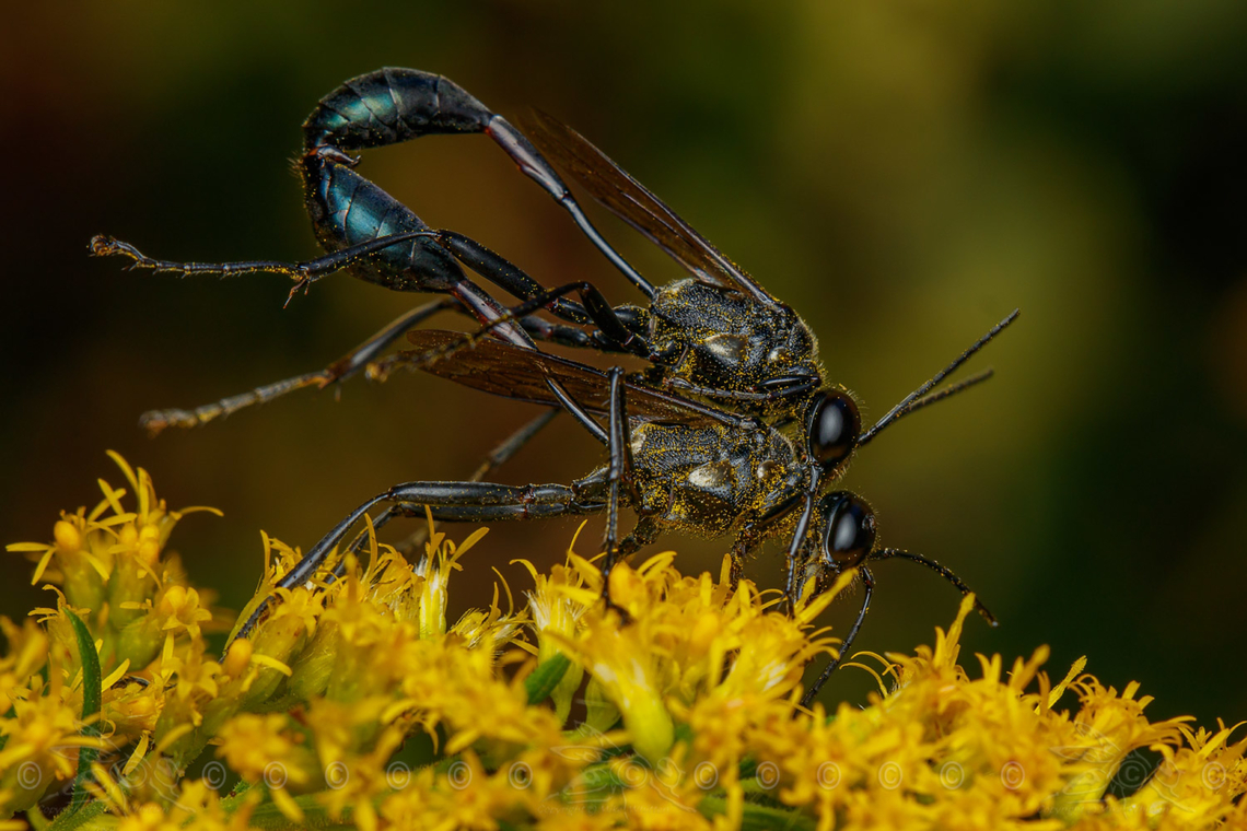 Eremnophila aureonotata Gold-marked Thread-waisted Wasp<br />
<figure class="photo"><a href="https://www.jungledragon.com/image/162921/eremnophila_aureonotata.html" title="Eremnophila aureonotata"><img src="https://s3.amazonaws.com/media.jungledragon.com/images/4526/162921_thumb.jpg?AWSAccessKeyId=05GMT0V3GWVNE7GGM1R2&Expires=1769040010&Signature=I3HD8UjOd%2F%2FayxKZQnAVOGKZL6s%3D" width="200" height="134" alt="Eremnophila aureonotata Gold-marked Thread-waisted Wasp<br />
https://www.jungledragon.com/image/162920/eremnophila_aureonotata.html Eremnophila aureonotata,Gold-marked Thread-waisted Wasp,United States" /></a></figure> Eremnophila aureonotata,Gold-marked Thread-waisted Wasp,United States,Wasp,mating,pollinator