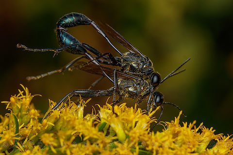 Eremnophila aureonotata Gold-marked Thread-waisted Wasp
https://www.jungledragon.com/image/162921/eremnophila_aureonotata.html Eremnophila aureonotata,Gold-marked Thread-waisted Wasp,United States,Wasp,mating,pollinator