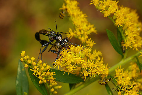 Eremnophila aureonotata Gold-marked Thread-waisted Wasp
https://www.jungledragon.com/image/162920/eremnophila_aureonotata.html Eremnophila aureonotata,Gold-marked Thread-waisted Wasp,United States