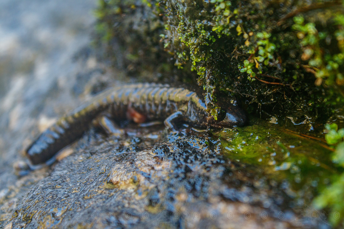 Desmognathus amphileucus Nantahala black-bellied salamander Desmognathus amphileucus,Geotagged,Nantahala black-bellied salamander,United States,Winter,southern black-bellied salamander