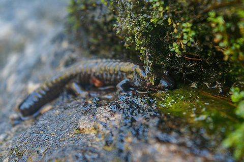 Nantahala black-bellied salamander