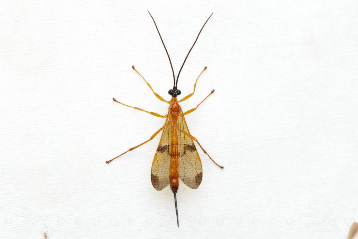 Acrotaphus wiltii Acrotaphus wiltii is a species of ichneumon wasp in the family Ichneumonidae. It can be found in North America. Acrotaphus wiltii,North America,United States,ichneumon wasp