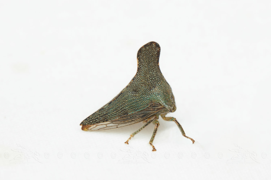 Glossonotus acuminatus Glossonotus acuminatus Treehopper Glossonotus acuminatus,Treehopper