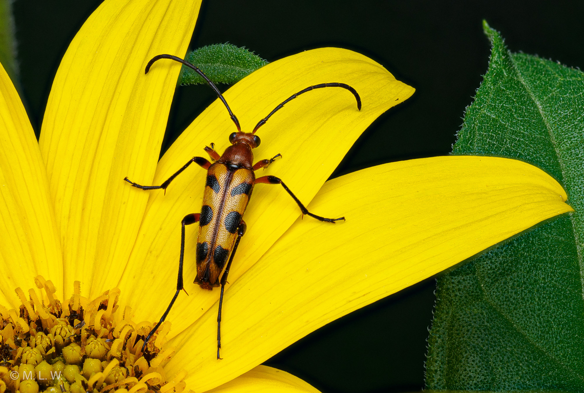 Strangalia sexnotata Six-spotted Flower Longhorn Beetle  Coleoptera,Longhorn beetle,Six-spotted Flower Longhorn Beetle,Strangalia sexnotata,United States