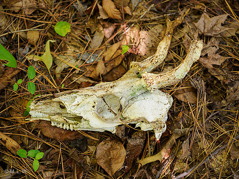 Odocoileus virginianus White-tailed deer Odocoileus virginianus,United States,White-tailed deer,mammal,ungulate