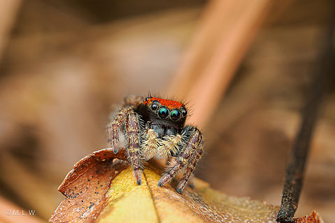 Phidippus whitmani Whitman's Jumping Spider
https://www.jungledragon.com/image/163222/phidippus_whitmani.html Phidippus whitmani,United States,Whitman's Jumping Spider
