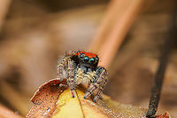Phidippus whitmani Whitman's Jumping Spider<br />
https://www.jungledragon.com/image/163222/phidippus_whitmani.html Phidippus whitmani,United States,Whitman's Jumping Spider